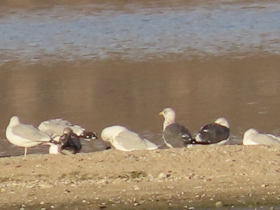 Zafferano - ML645813592