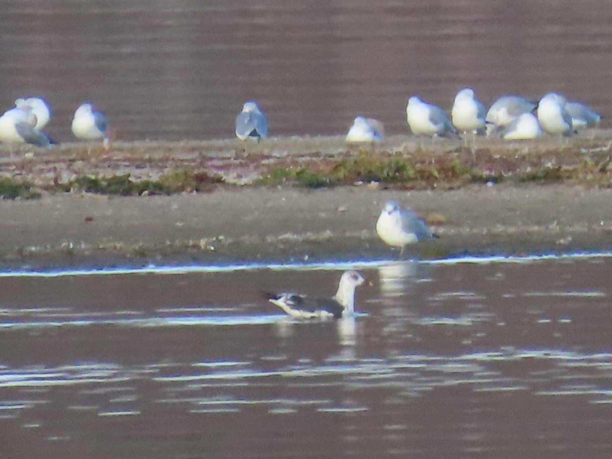 Zafferano - ML645813598