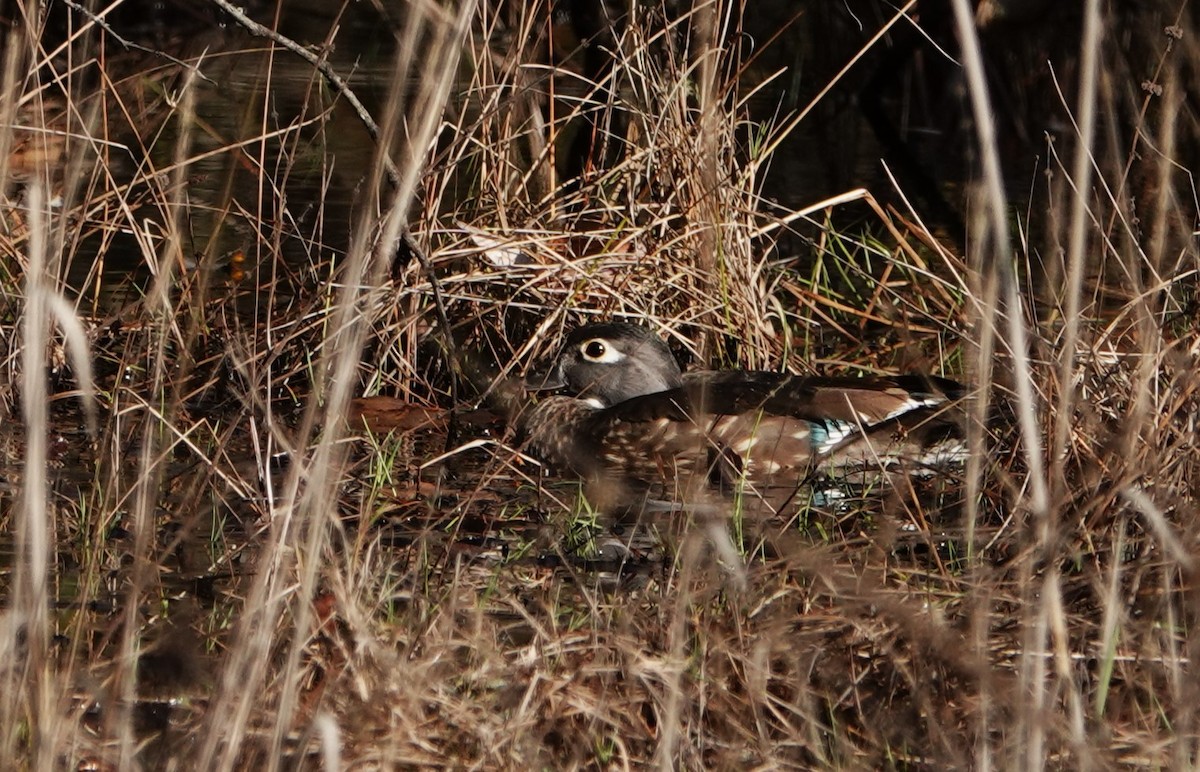 kachnička karolínská - ML645813605