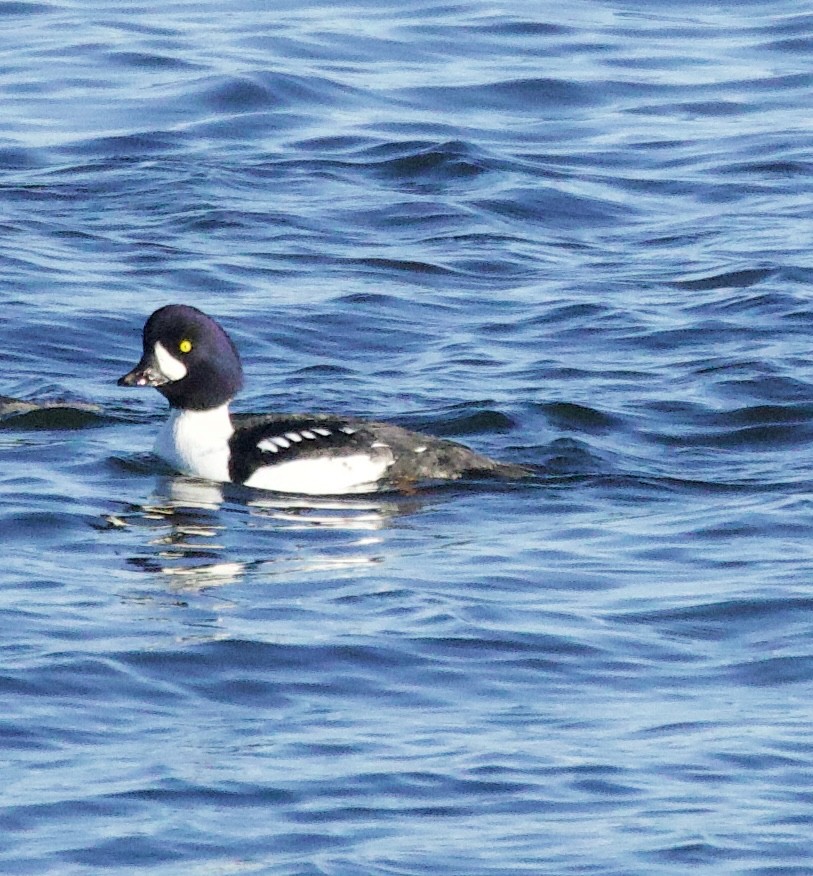 Barrow's Goldeneye - ML645813624