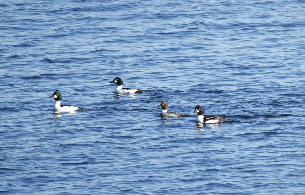 Barrow's Goldeneye - ML645813625