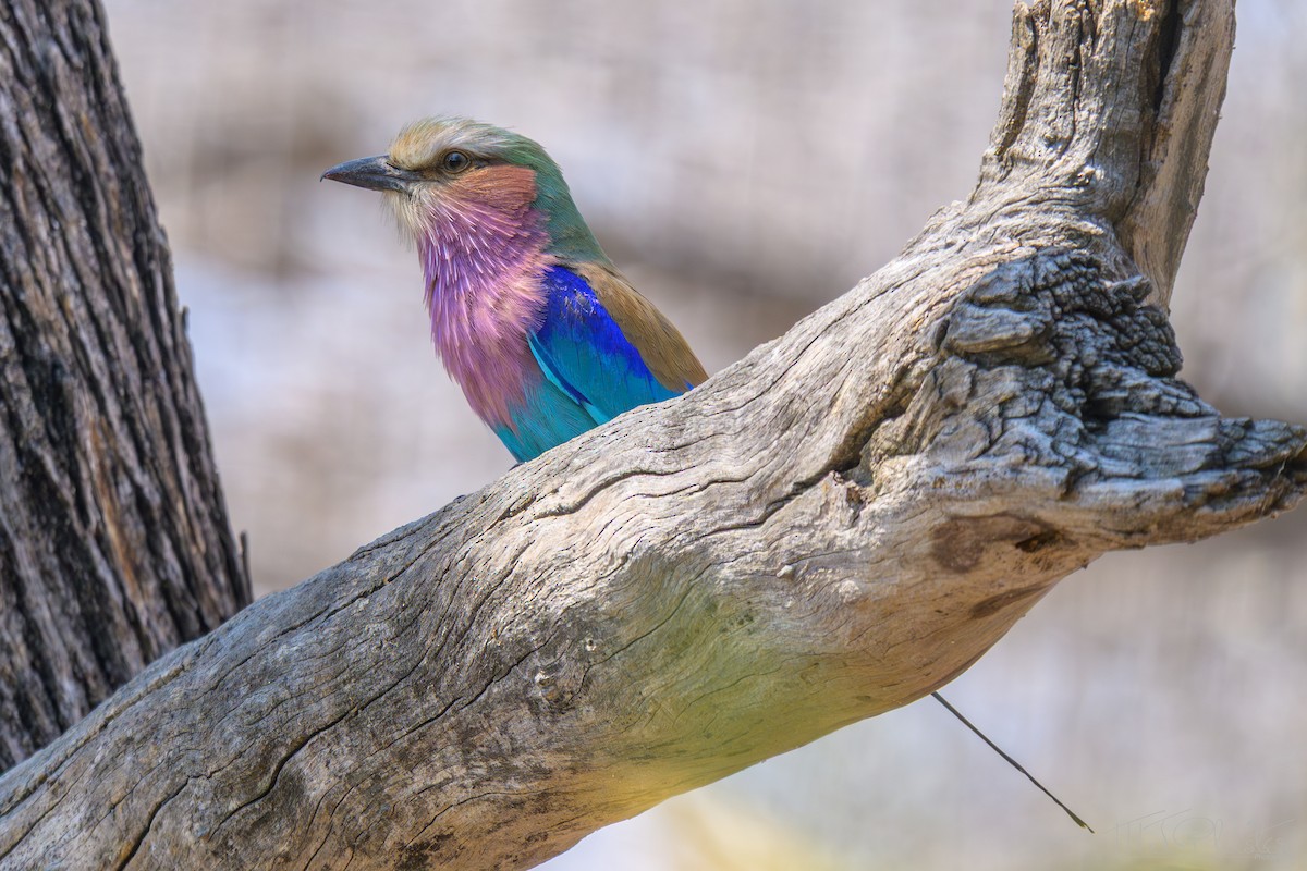 Lilac-breasted Roller - ML645813627
