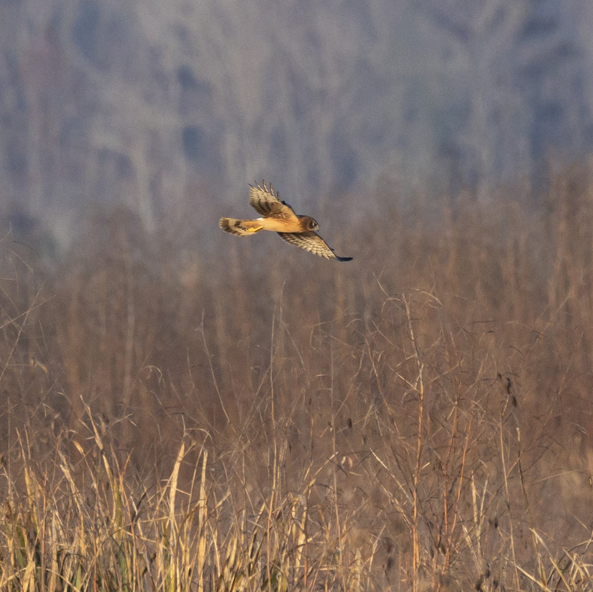 Northern Harrier - ML645813630
