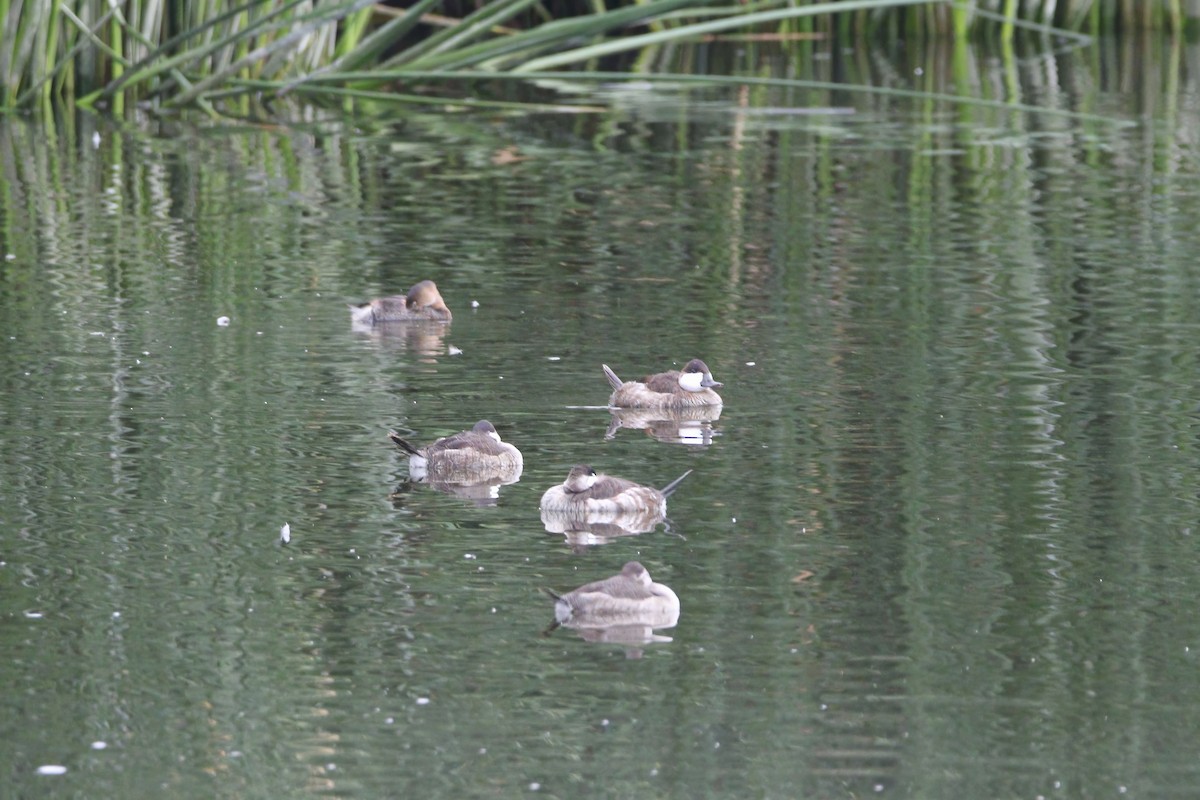 Ruddy Duck - ML645813631