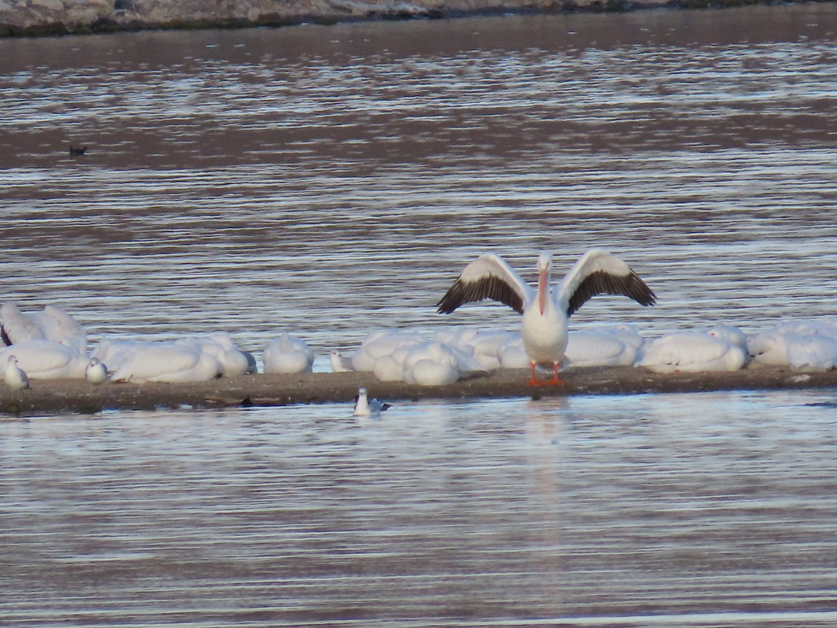 American White Pelican - ML645813635