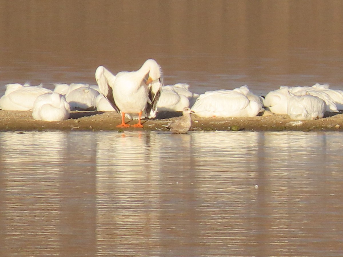 American White Pelican - ML645813636