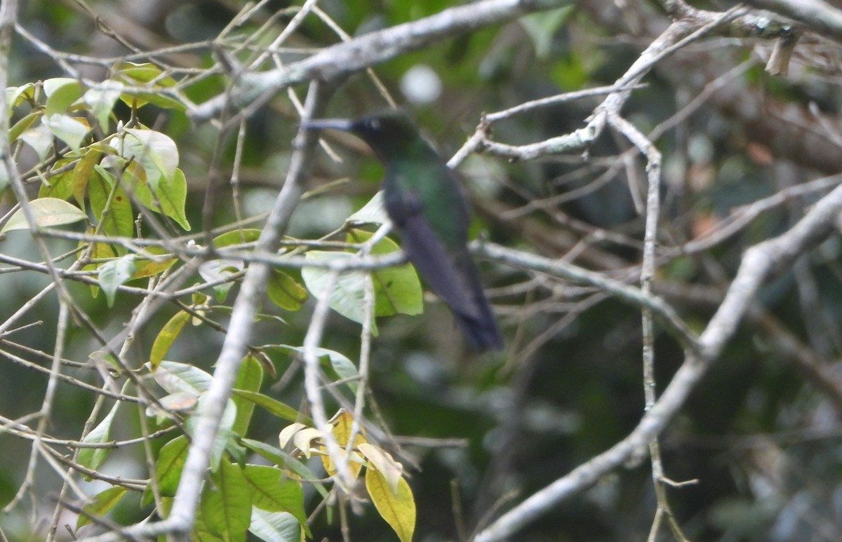 Violet-fronted Brilliant - ML645813639