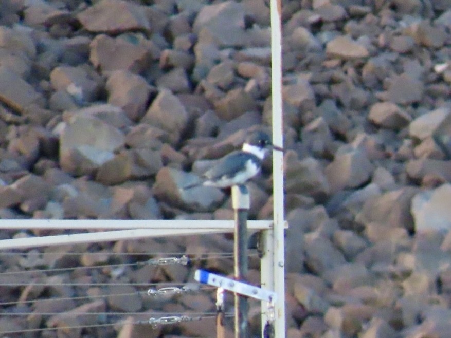 Belted Kingfisher - ML645813640