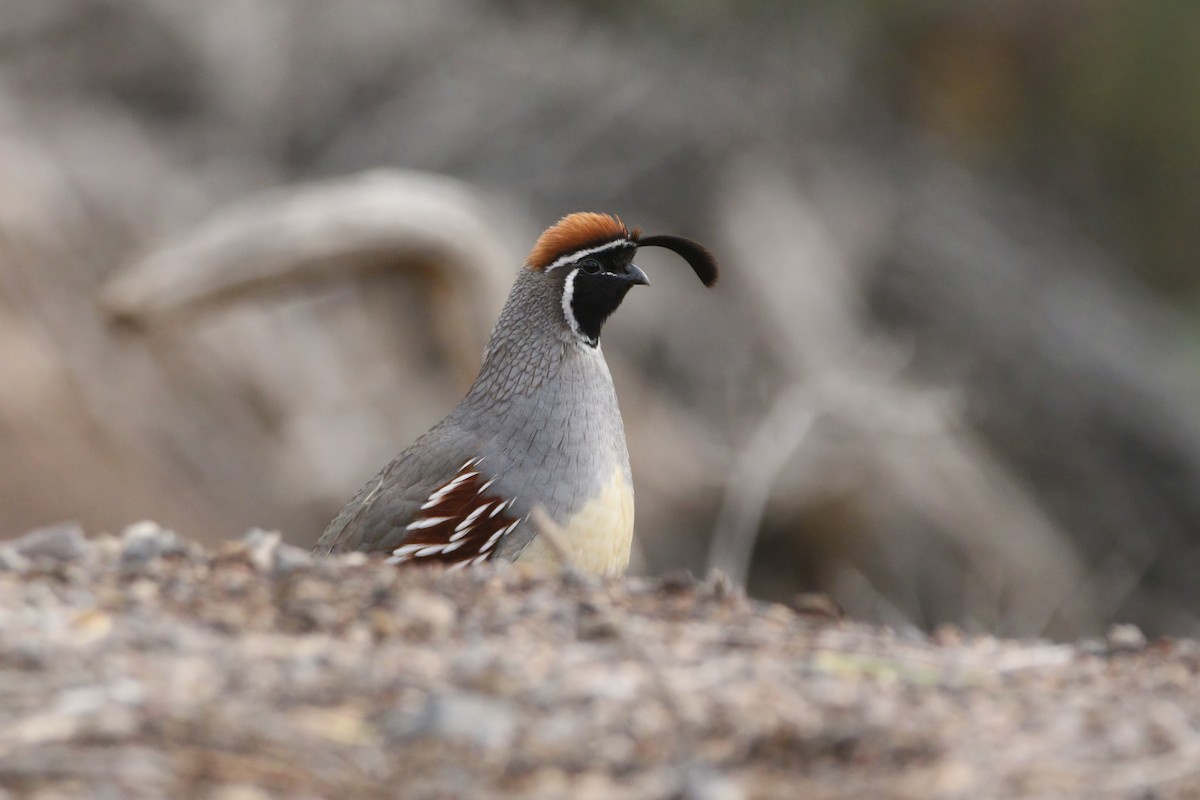 Gambel's Quail - ML645813641