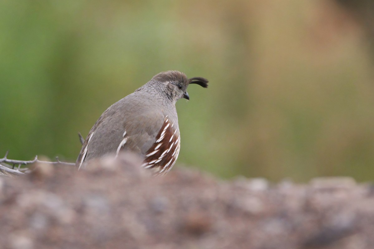 Gambel's Quail - ML645813642