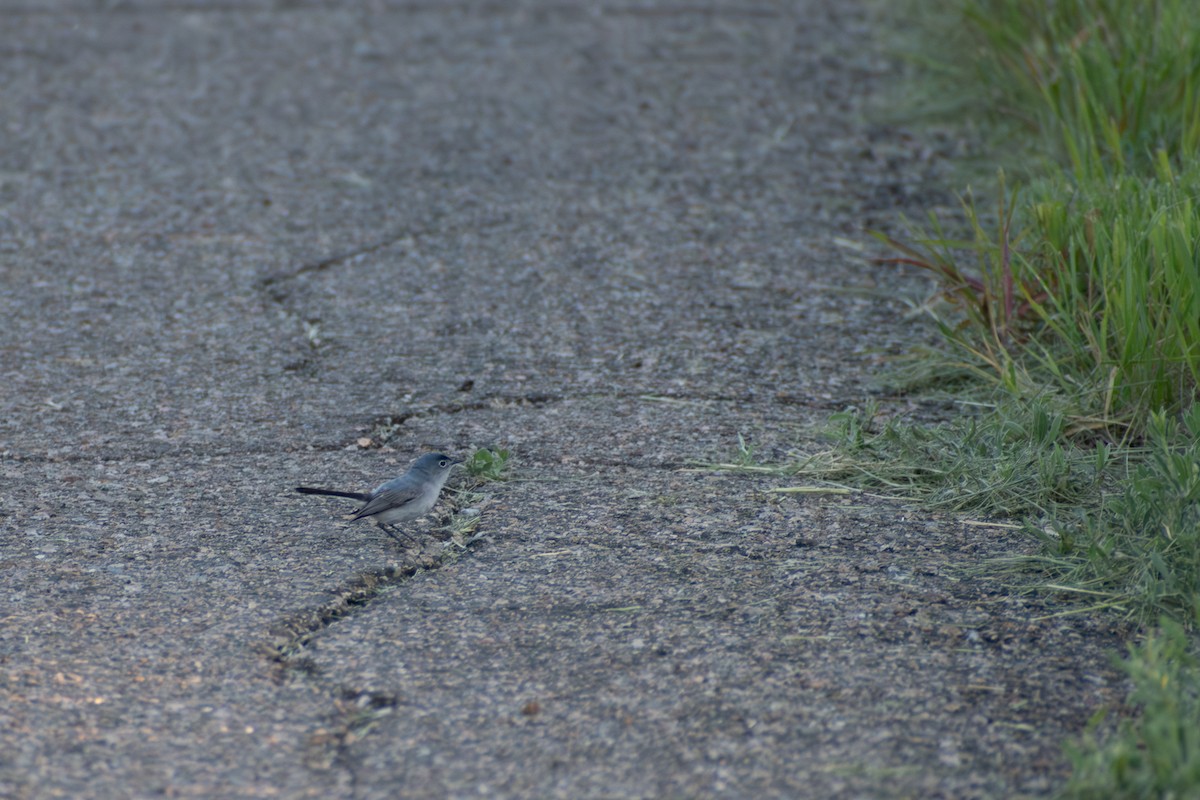 Blue-gray Gnatcatcher - ML645813645