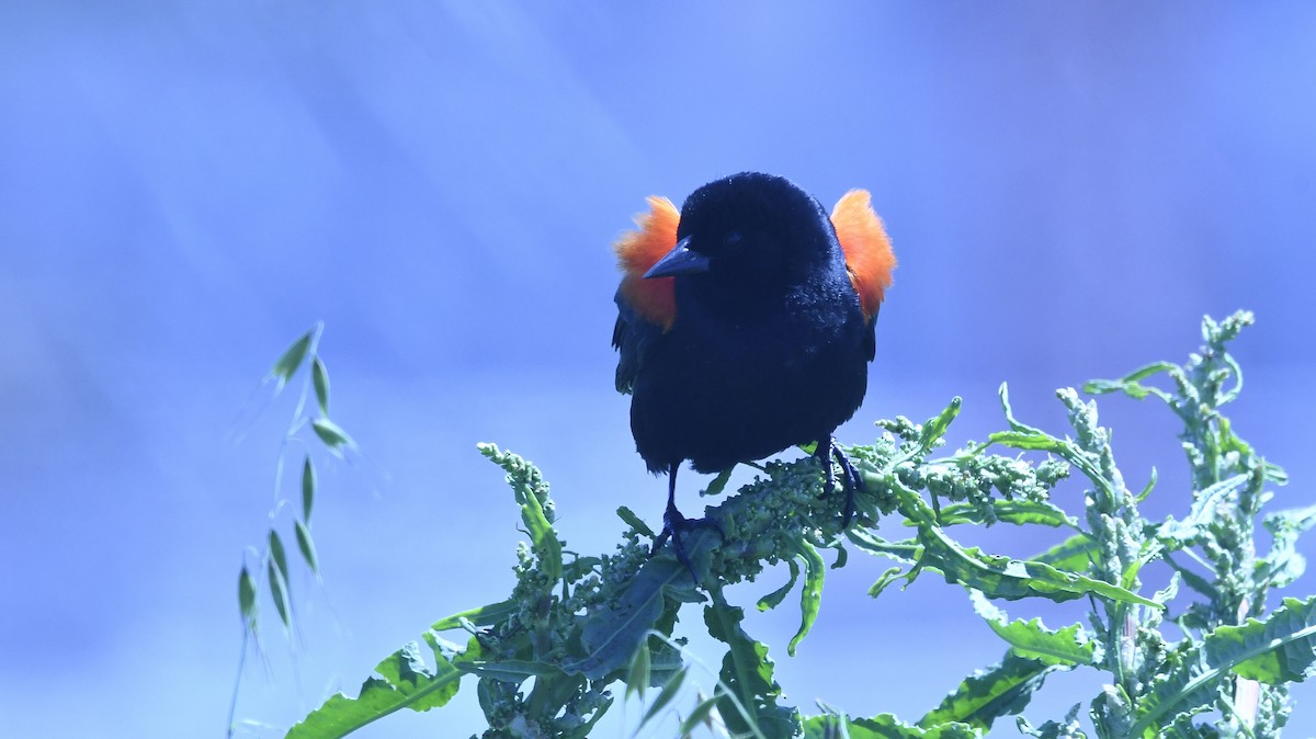 Red-winged Blackbird - ML645813646