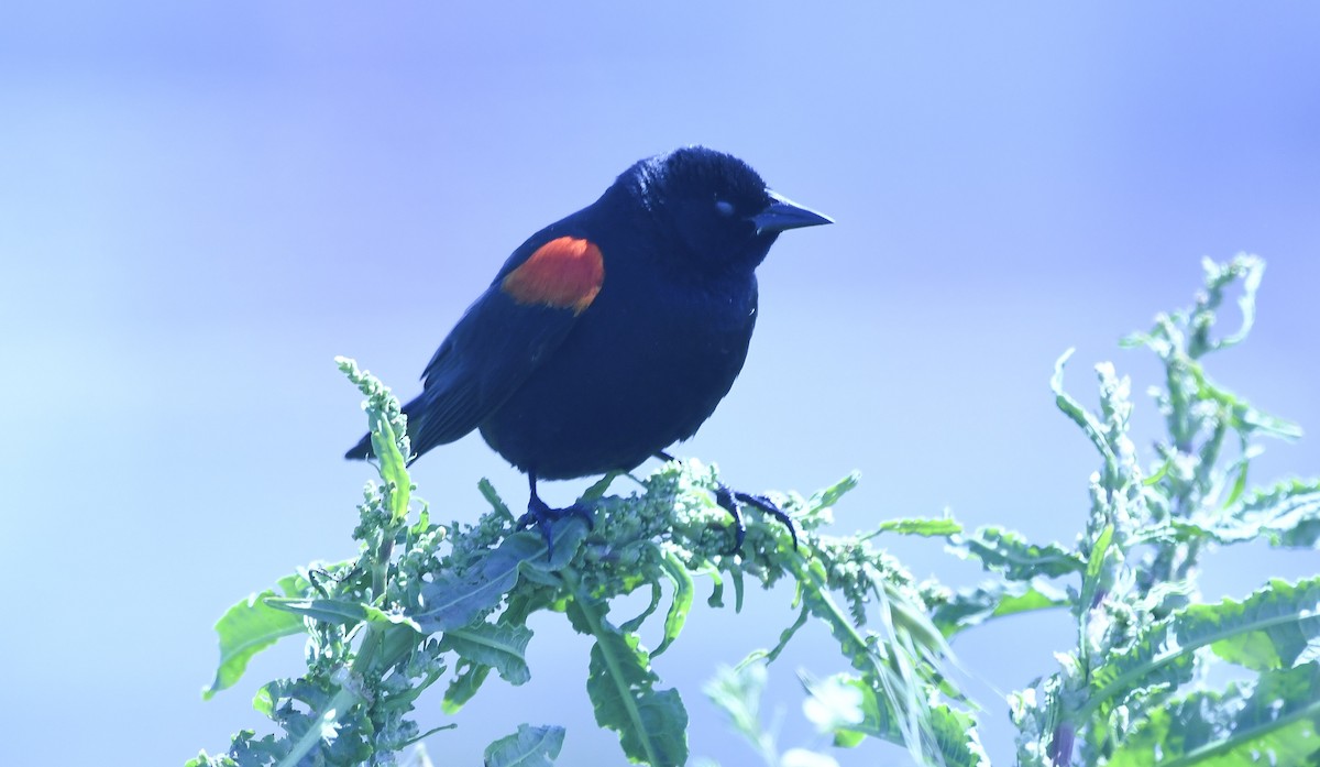Red-winged Blackbird - ML645813648