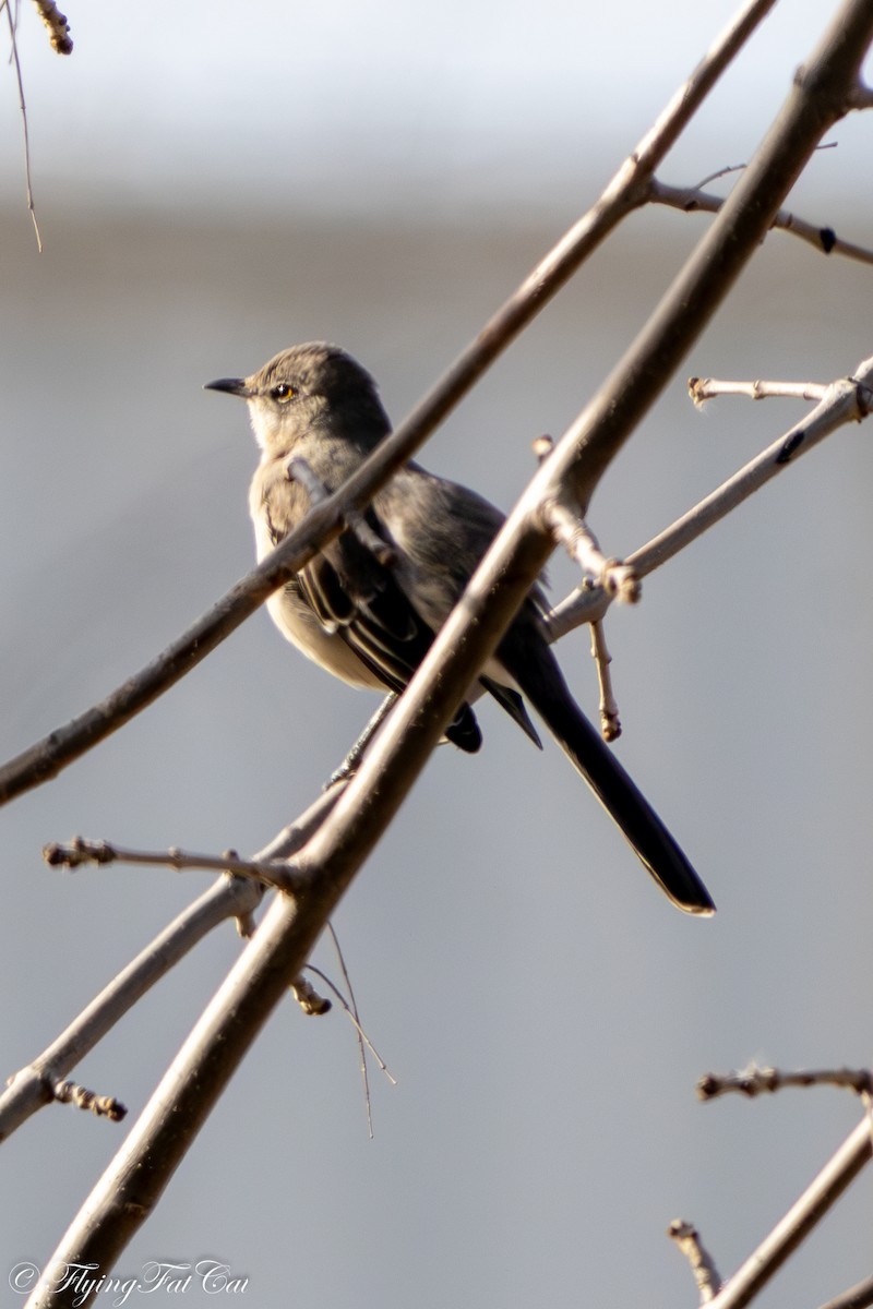 Northern Mockingbird - ML645813649