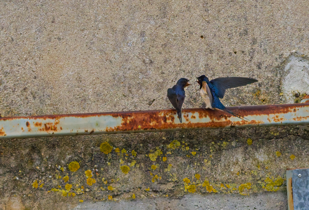 Barn Swallow - ML645813650