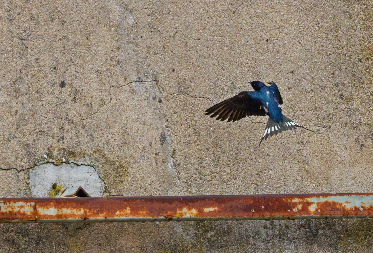 Barn Swallow - ML645813651