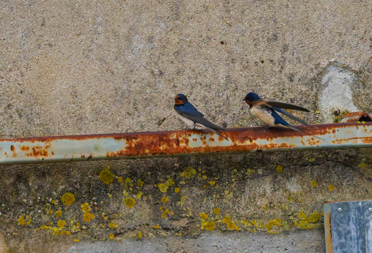 Barn Swallow - ML645813652