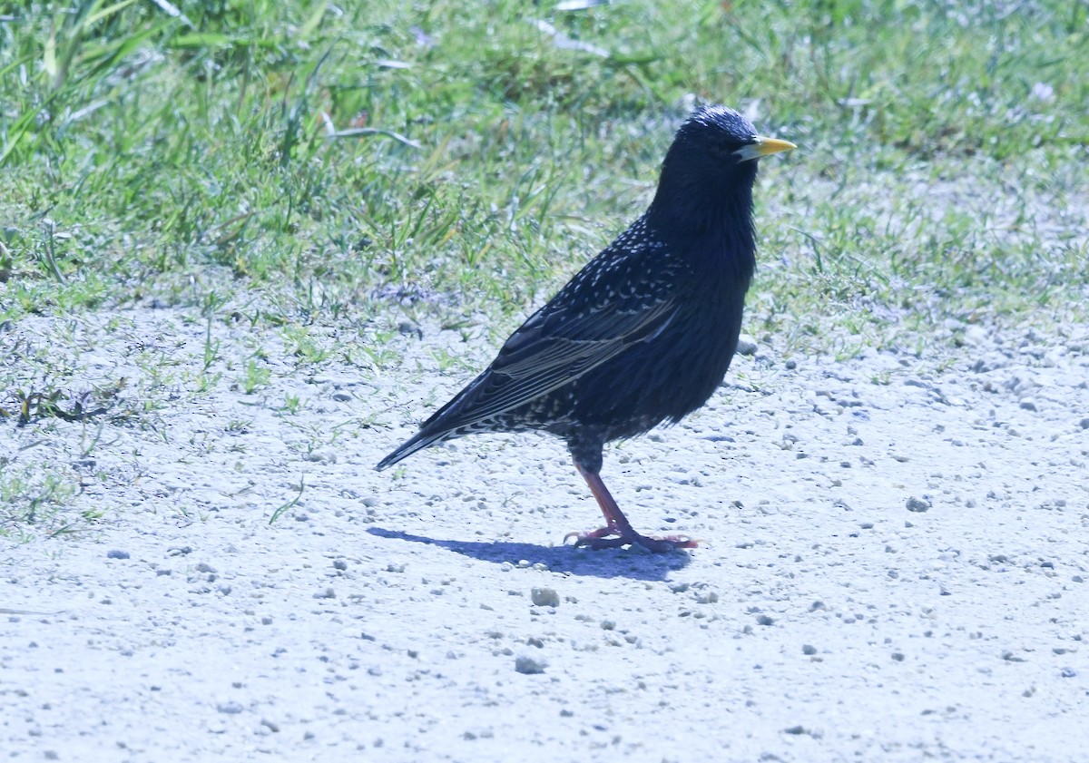 歐洲椋鳥 - ML645813654