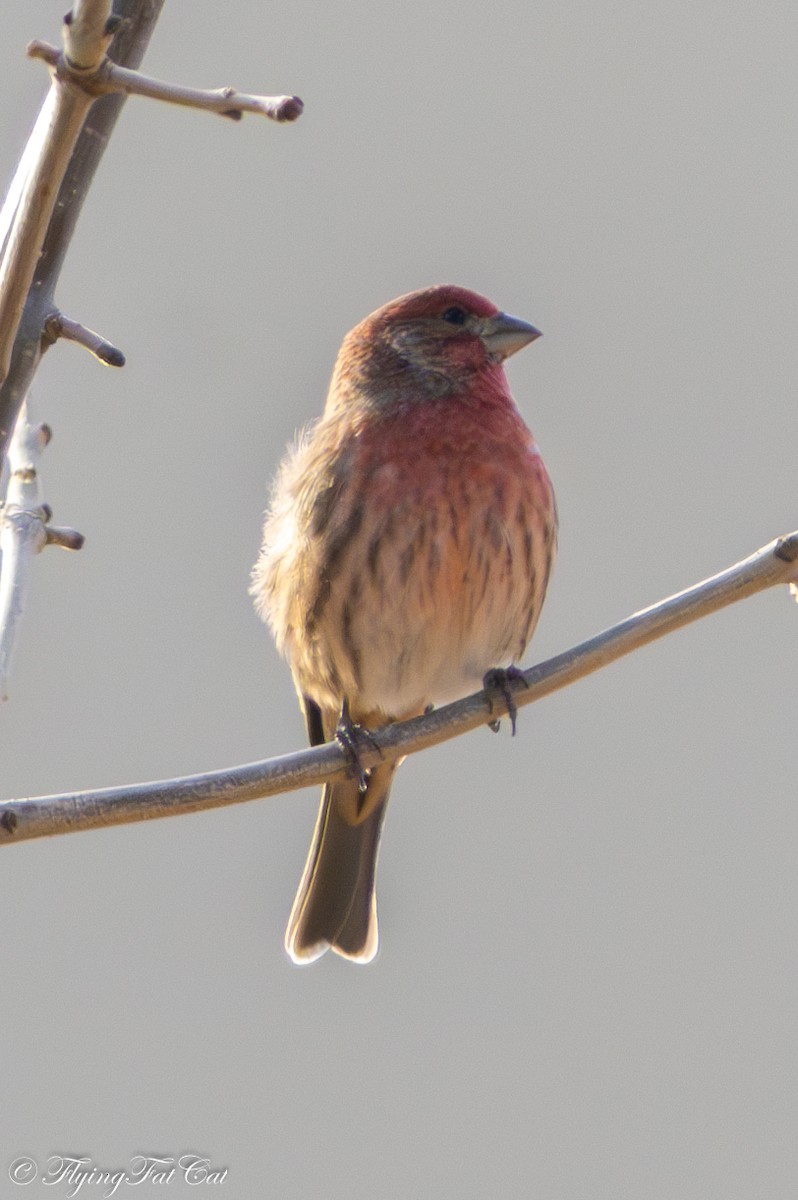 House Finch - ML645813658