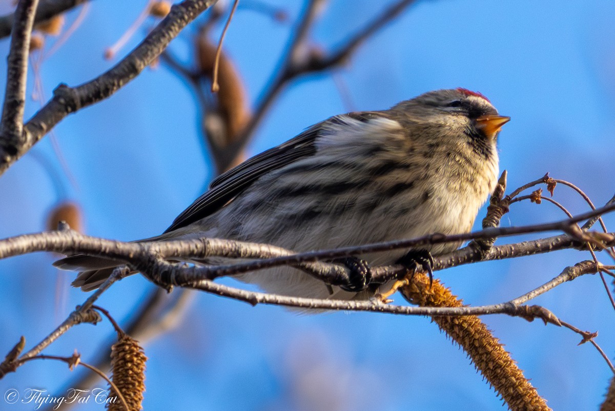 普通朱頂雀 - ML645813660