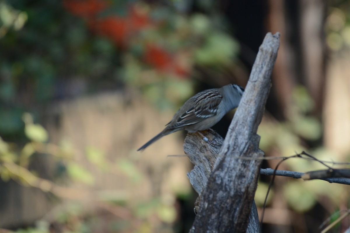 White-crowned Sparrow - ML645813661