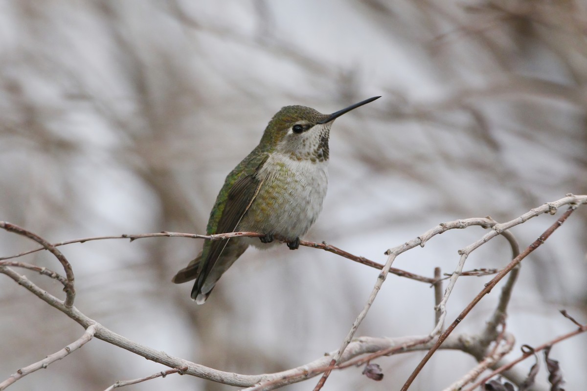 Anna's Hummingbird - ML645813662