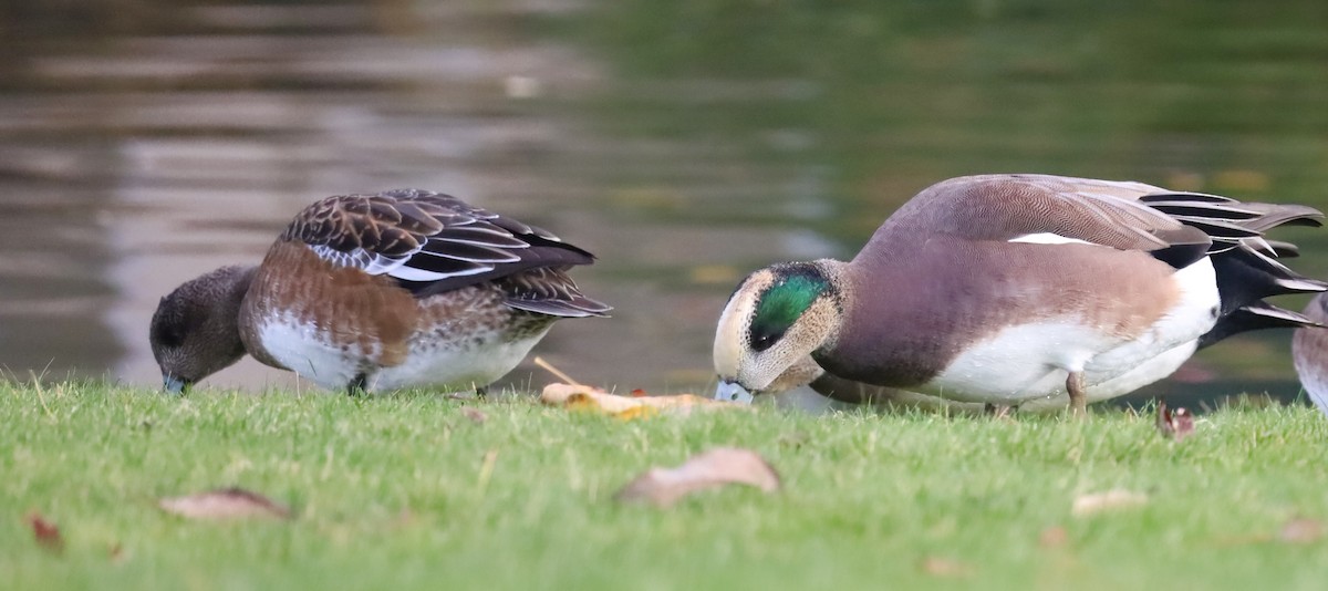 葡萄胸鴨 - ML645813663