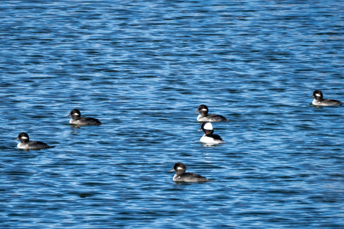 Bufflehead - ML645813665