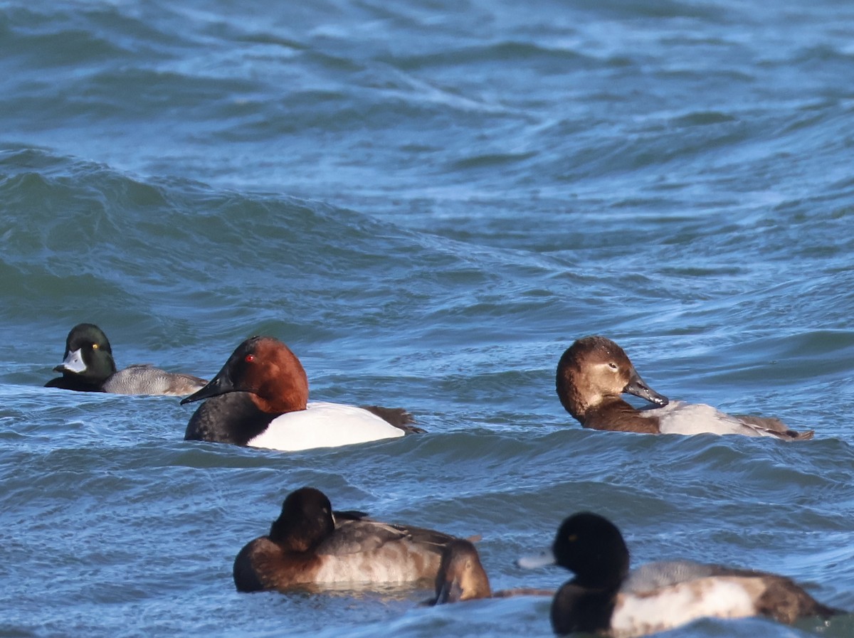 帆背潛鴨 - ML645813667