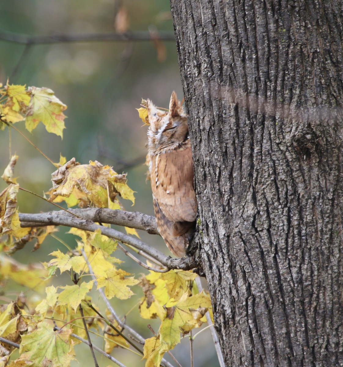 Eastern Screech-Owl - ML645813671
