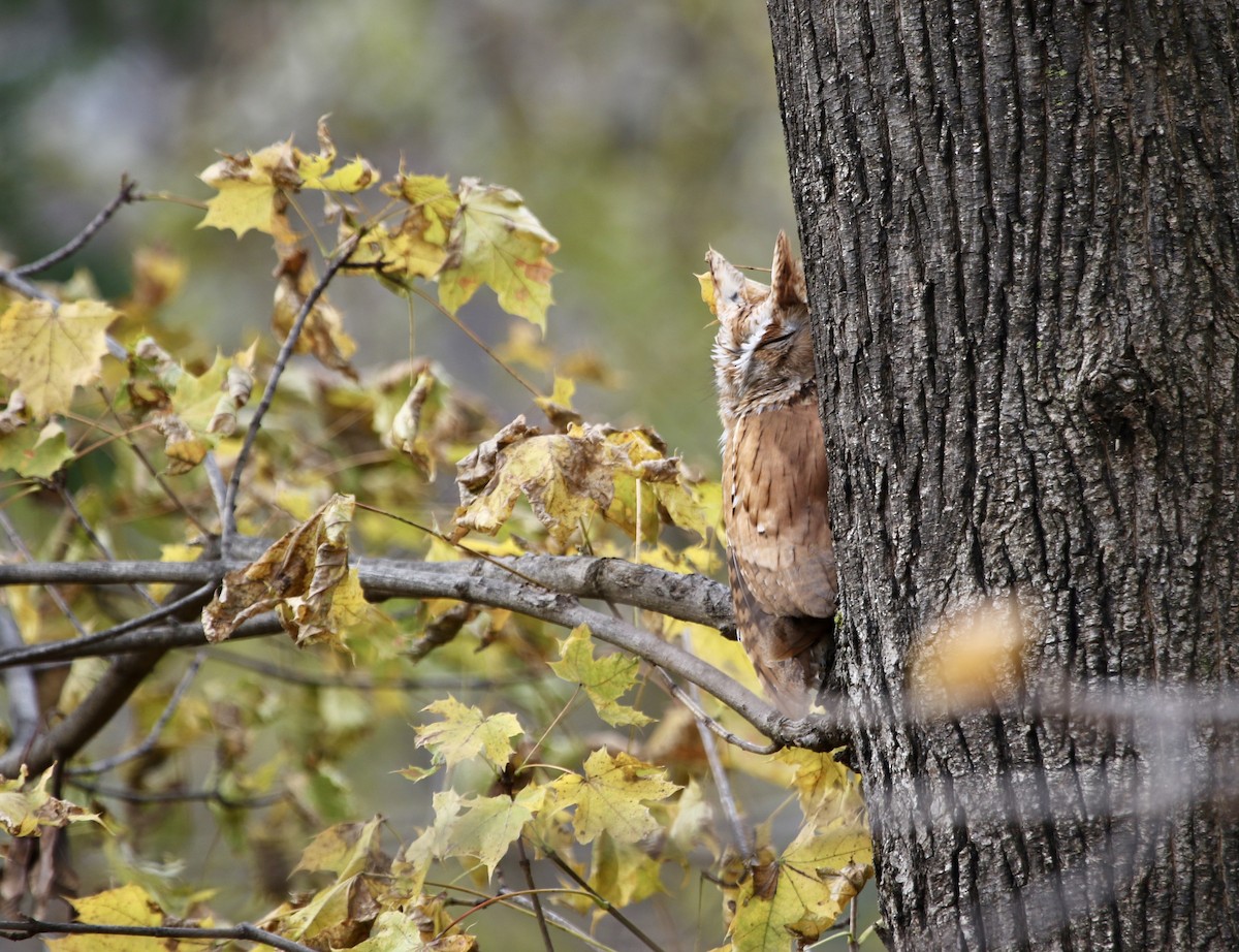 Eastern Screech-Owl - ML645813672