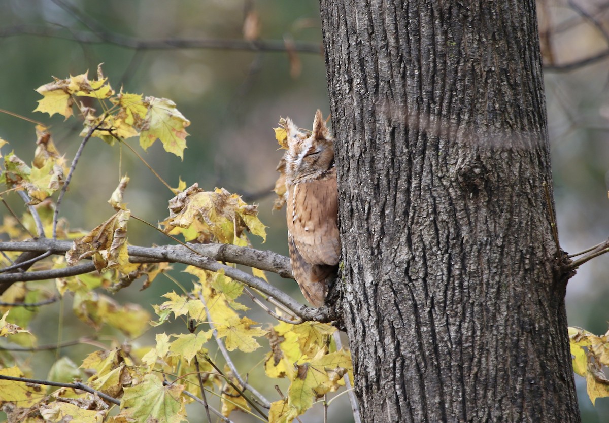 Eastern Screech-Owl - ML645813673