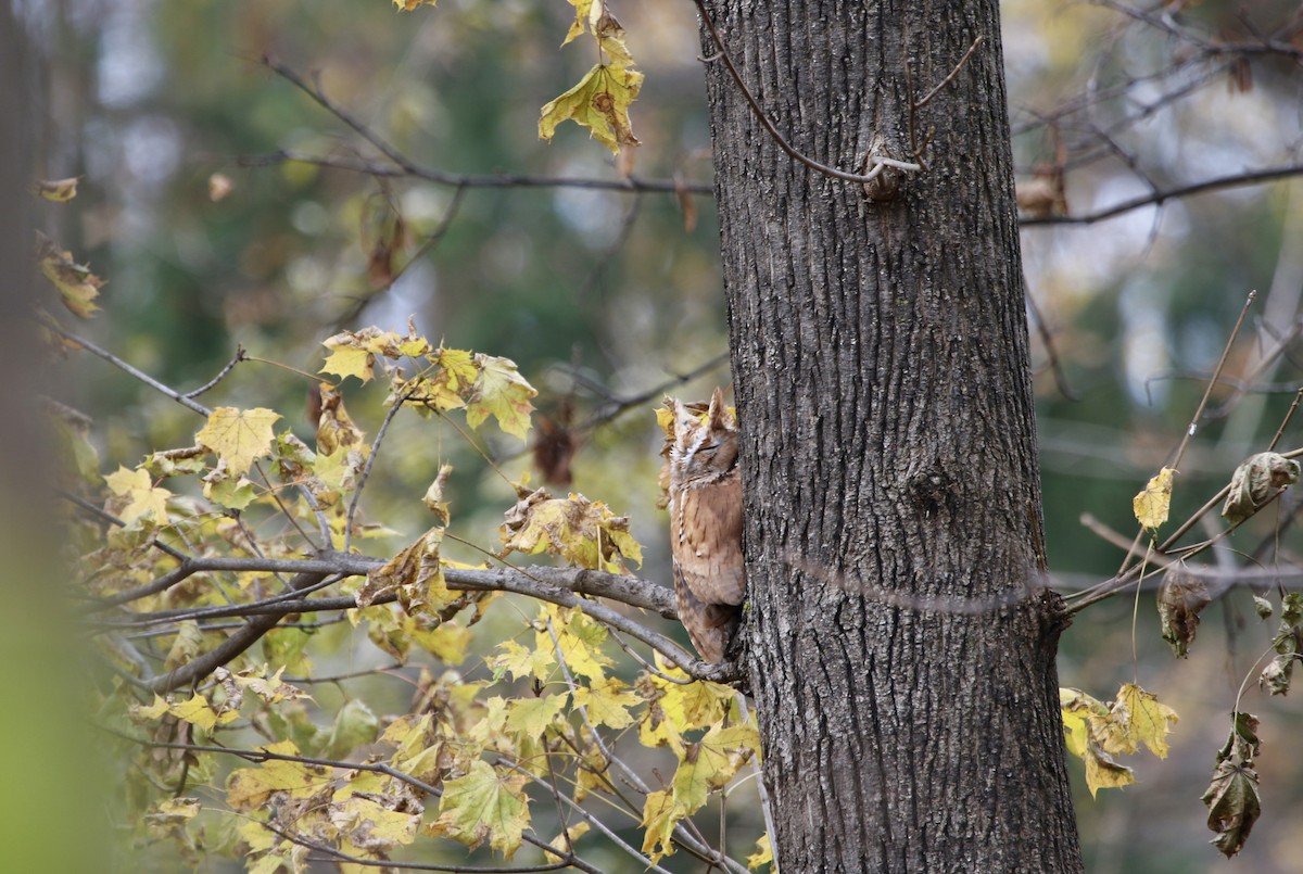Eastern Screech-Owl - ML645813675
