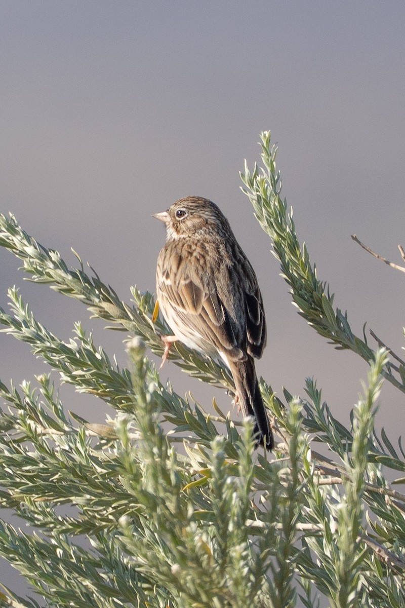 Vesper Sparrow - ML645813679
