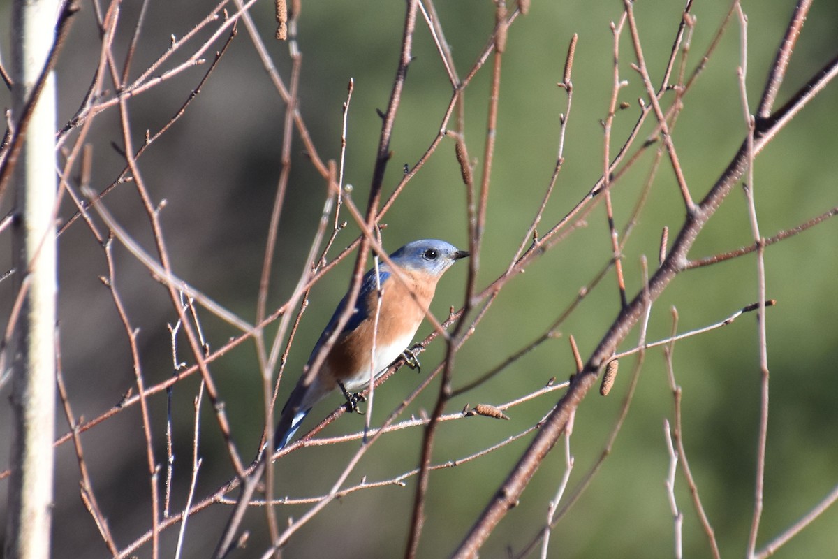 Eastern Bluebird - ML645813682