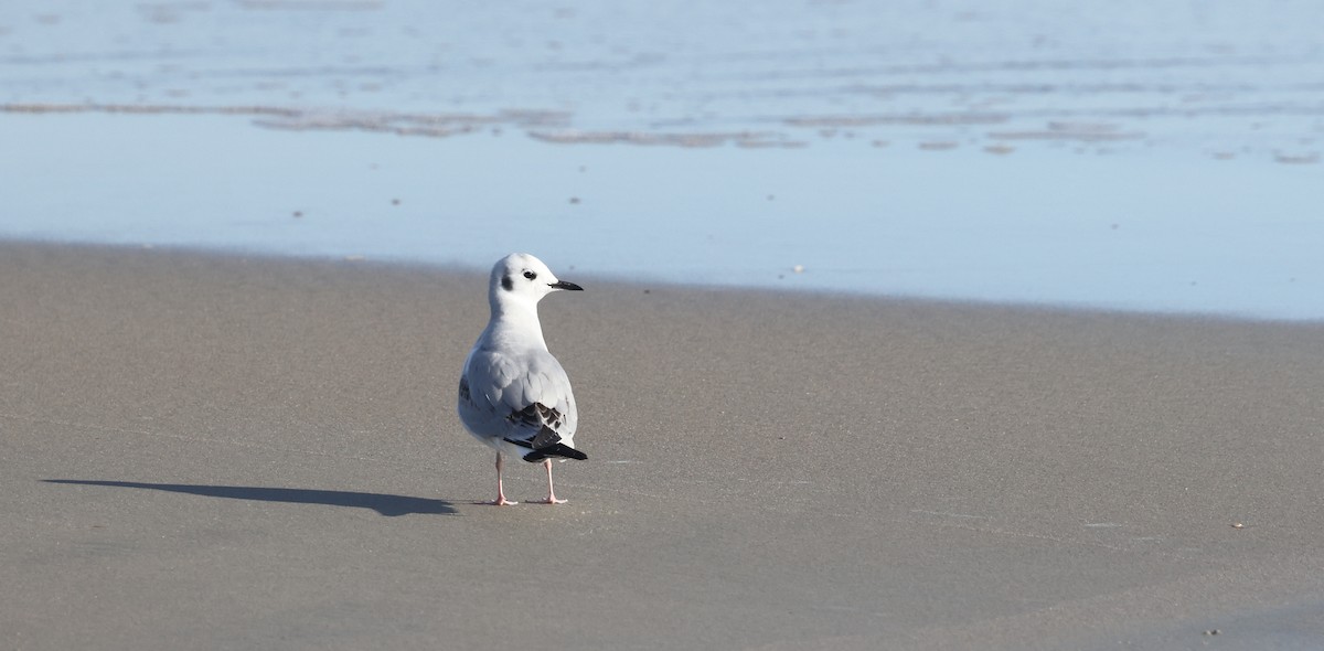 Bonaparte's Gull - ML645813683