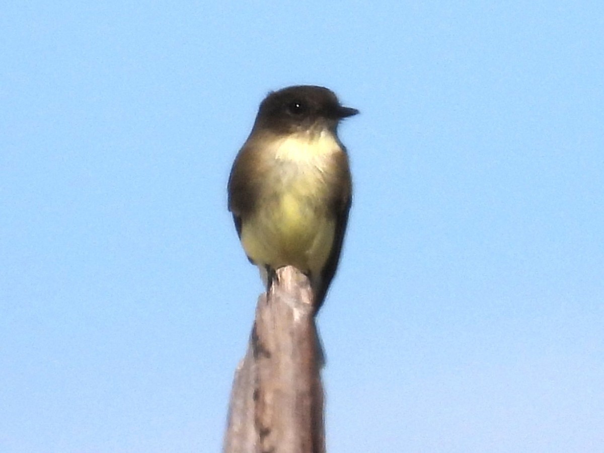 Eastern Phoebe - ML645813684