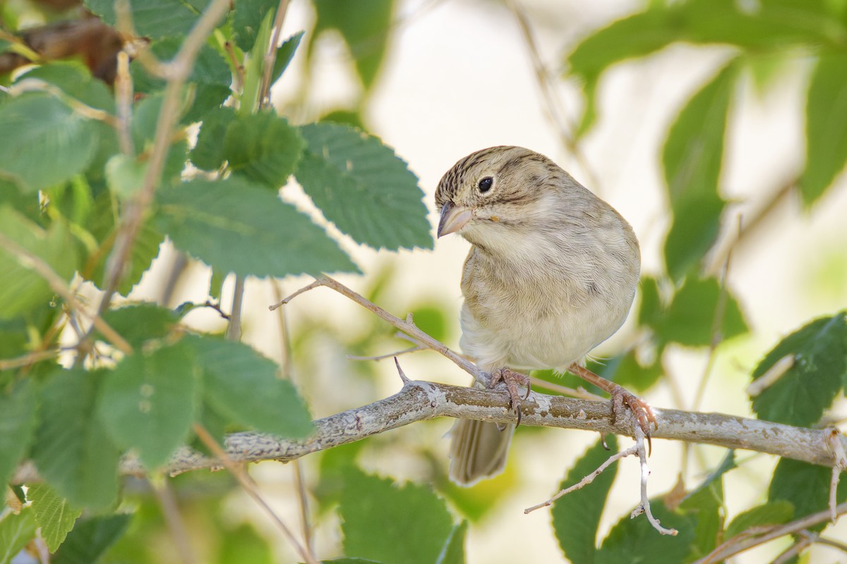 Brewer's Sparrow - ML645813690