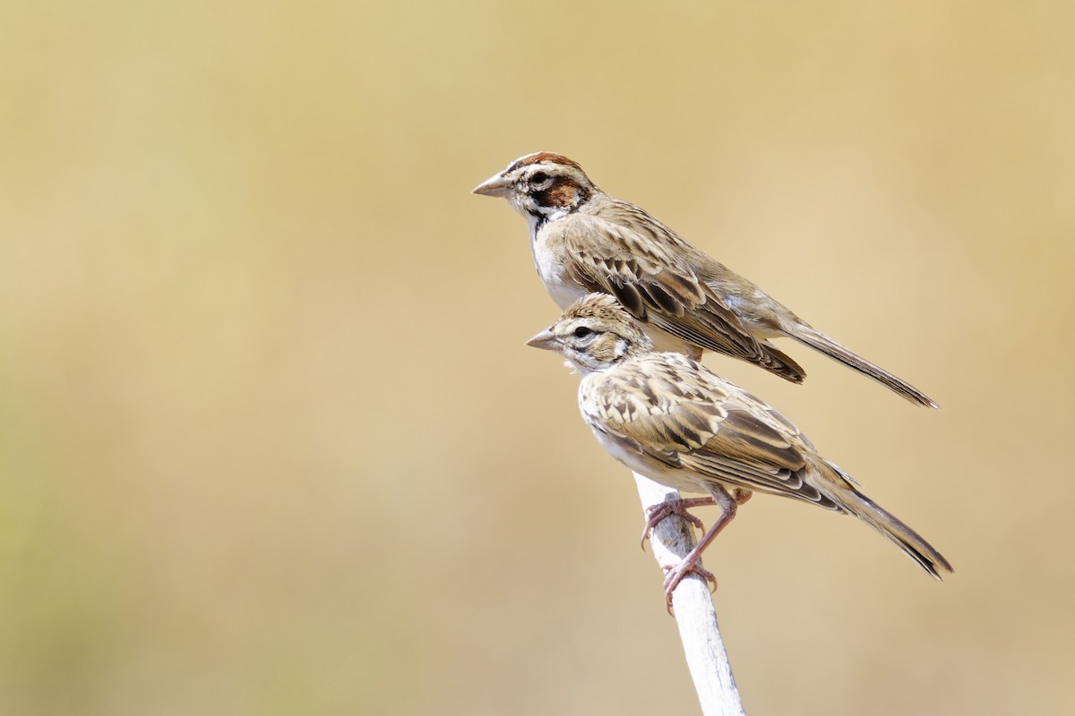 Lark Sparrow - ML645813691