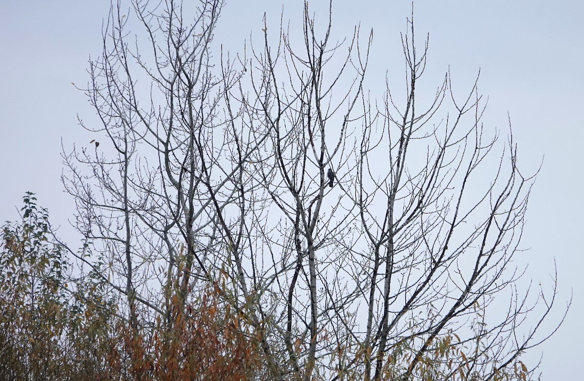 jestřáb americký - ML645813696