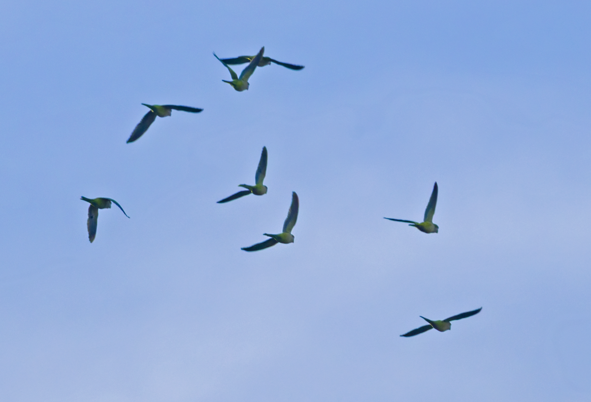 Papagai bulargrisa - ML645813697