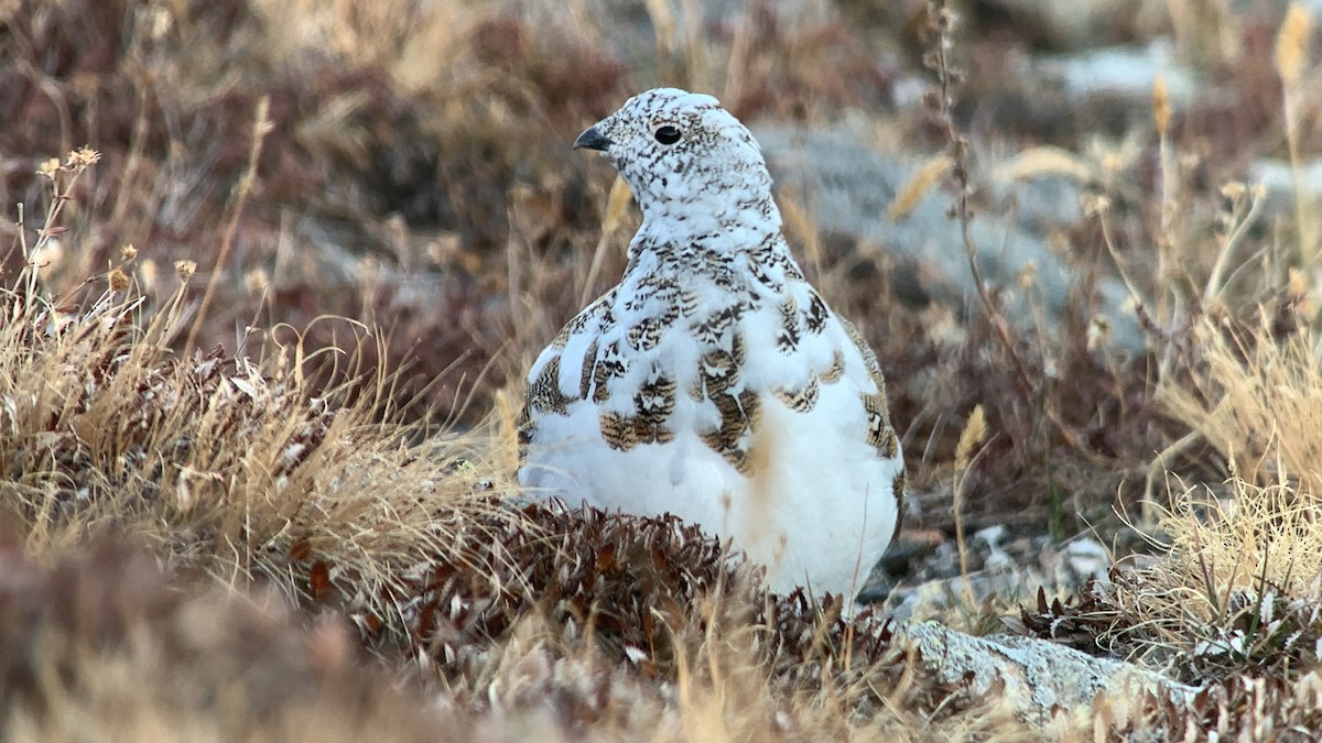 White-tailed Ptarmigan - ML645813702