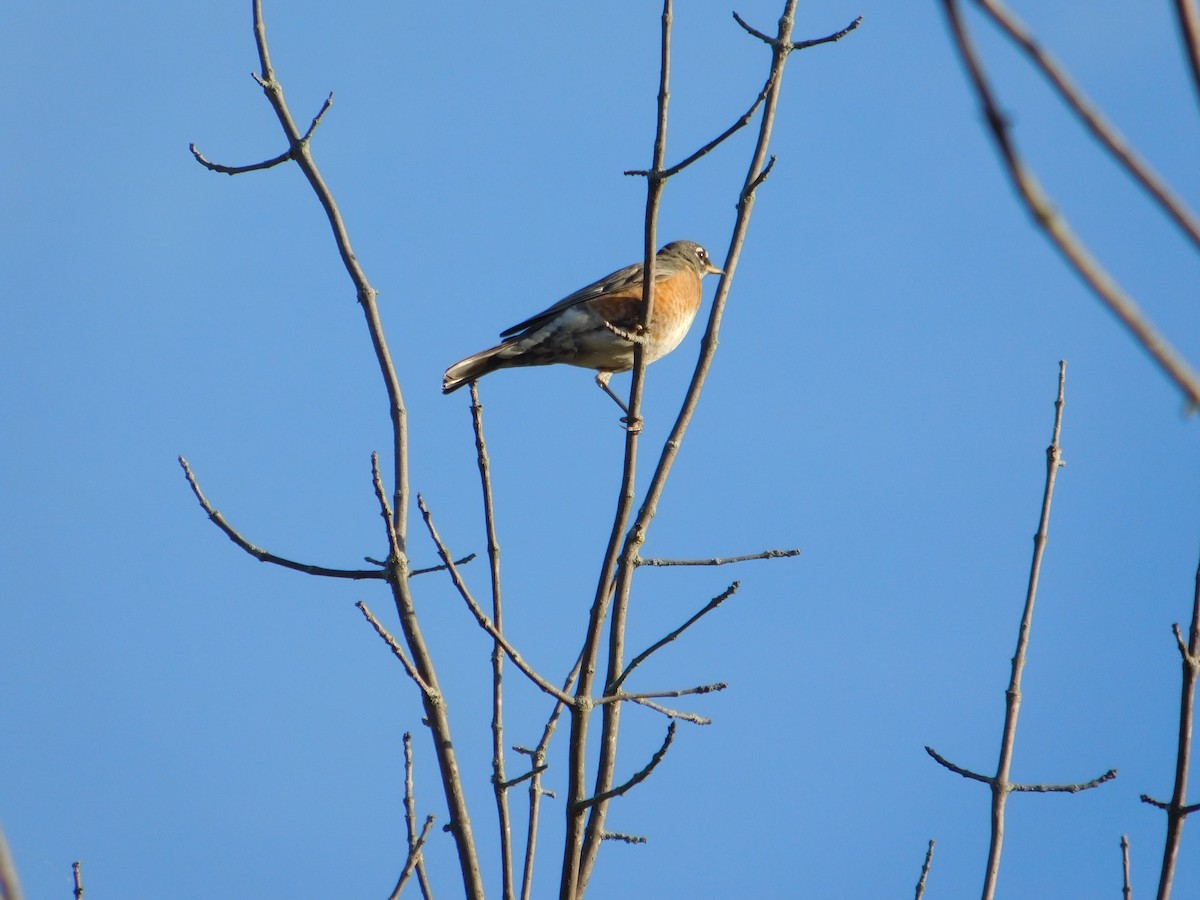 Дрізд мандрівний - ML645813703