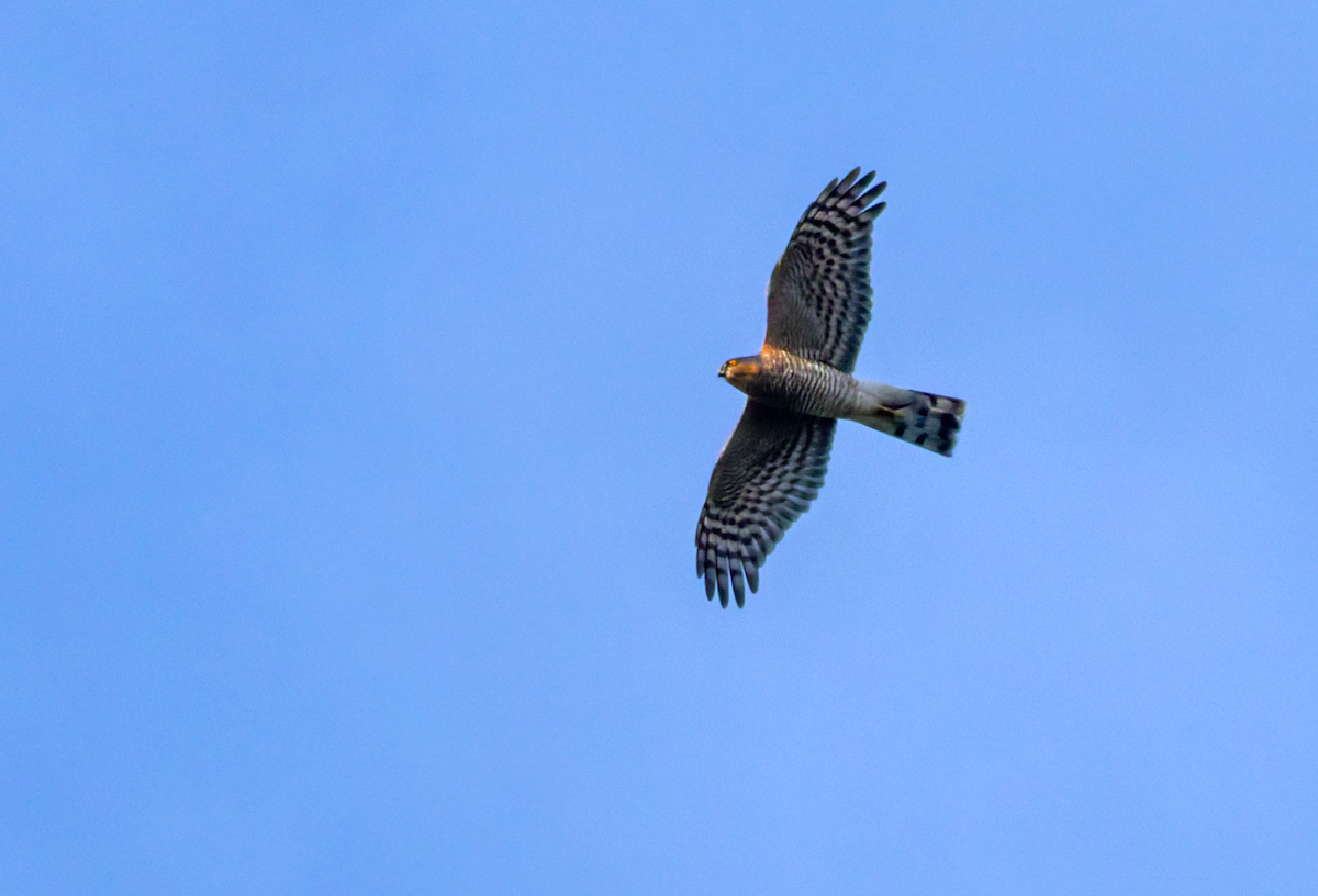 Eurasian Sparrowhawk - ML645813707