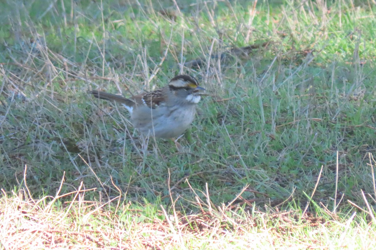 ノドジロシトド - ML645813708