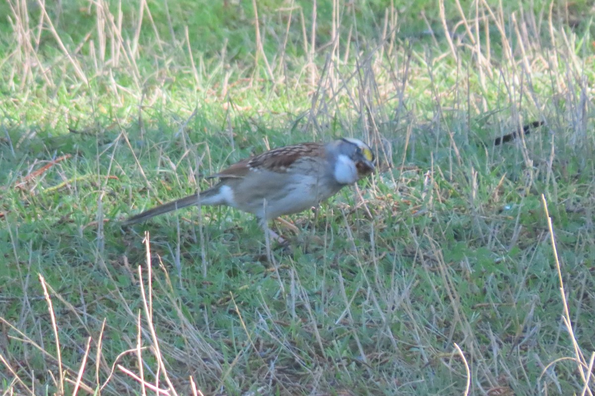 ノドジロシトド - ML645813709