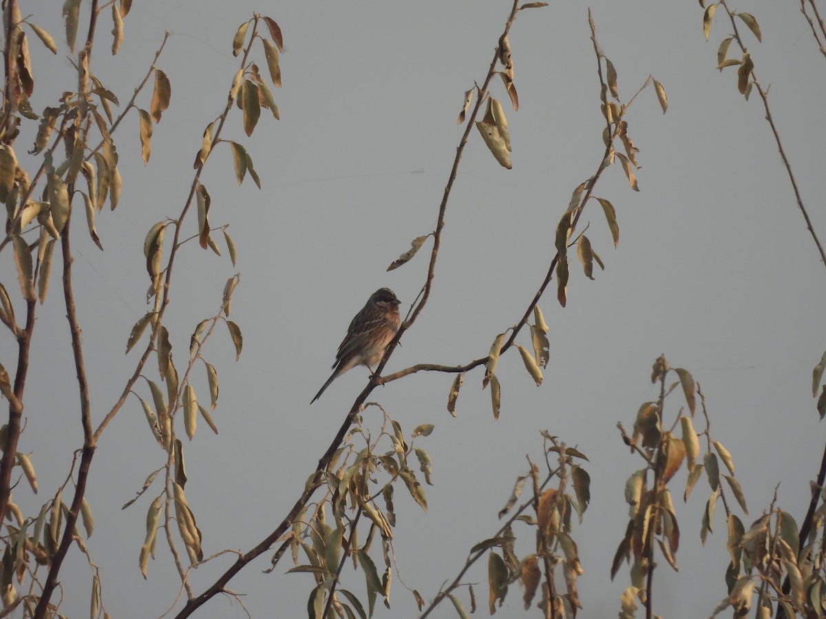 シラガホオジロ - ML645813711