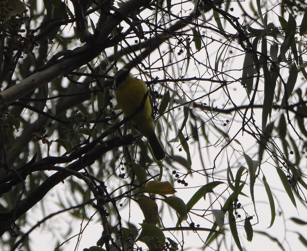 アカボウシヒタキモドキ - ML645813714