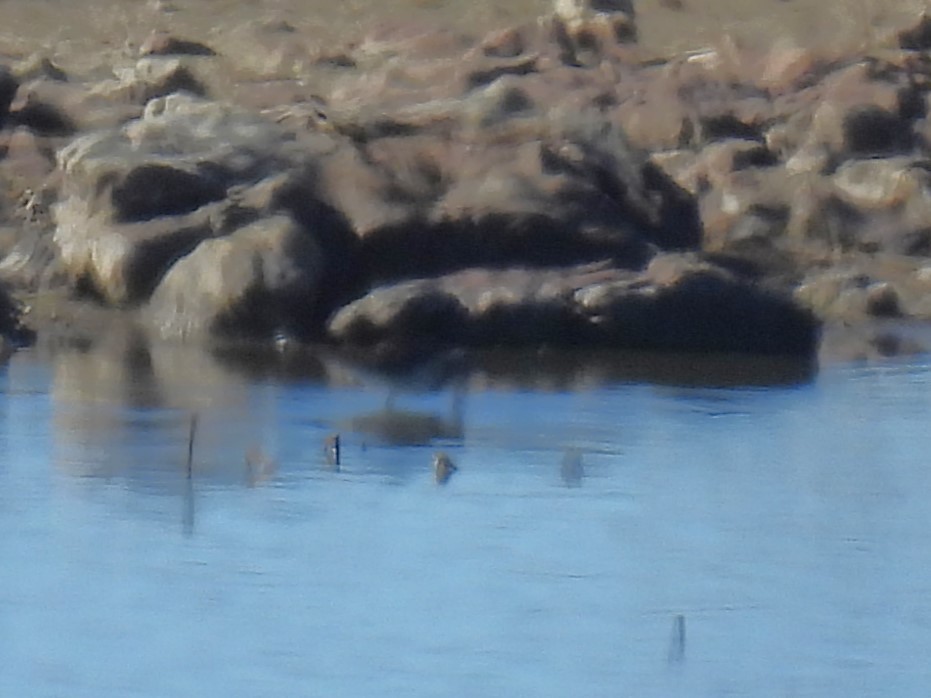 オオハシシギ - ML645813715