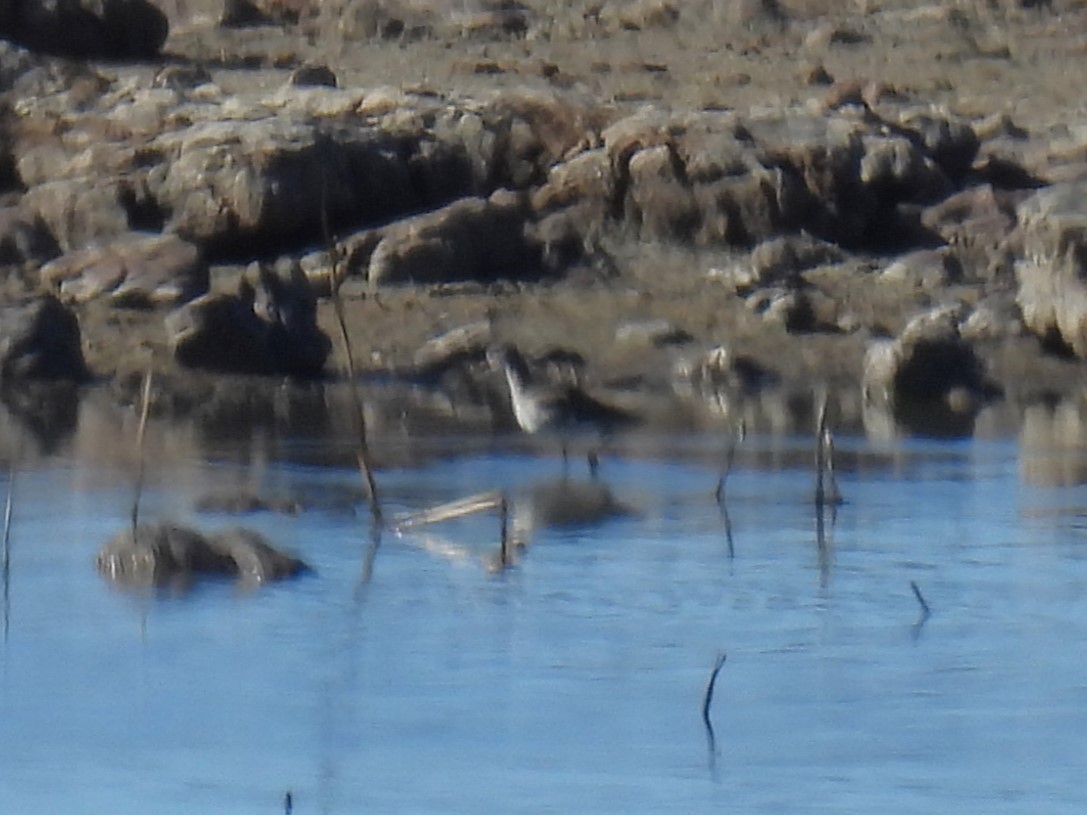 オオハシシギ - ML645813716